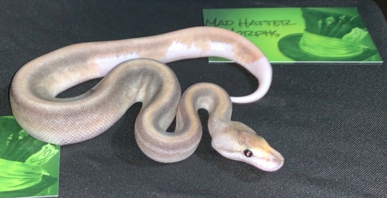 Champagne Cinnamon Ball Python by Mad hatter Morphs