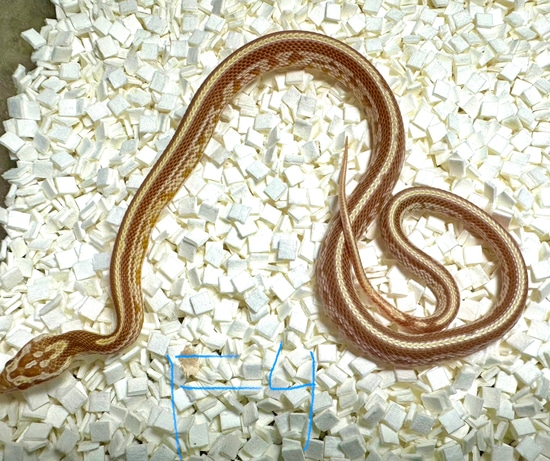 Butter Tessera, Het Sunkissed, Het Diffused, Het Hypo Corn Snake by ...