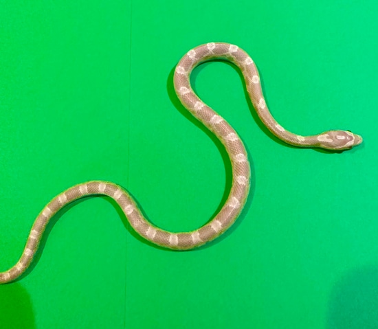 Snow Het Motley, Stripe Corn Snake by Rice’s Reptiles