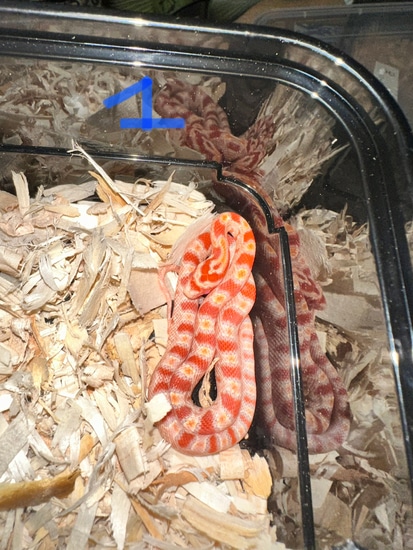 Amel Het Anery Corn Snake by Rice’s Reptiles