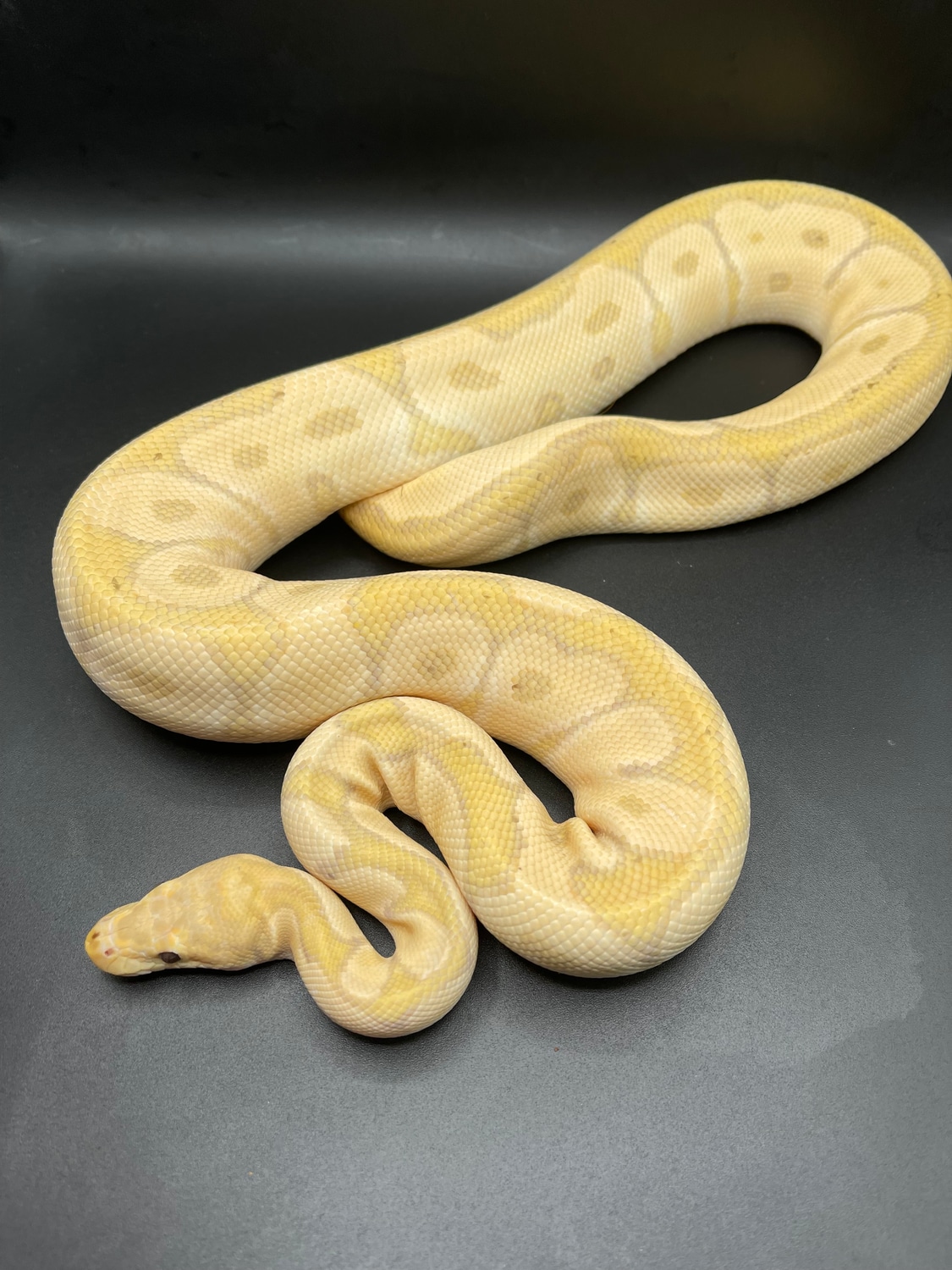 Banana Clown Ball Python by Brandon Hicks MorphMarket