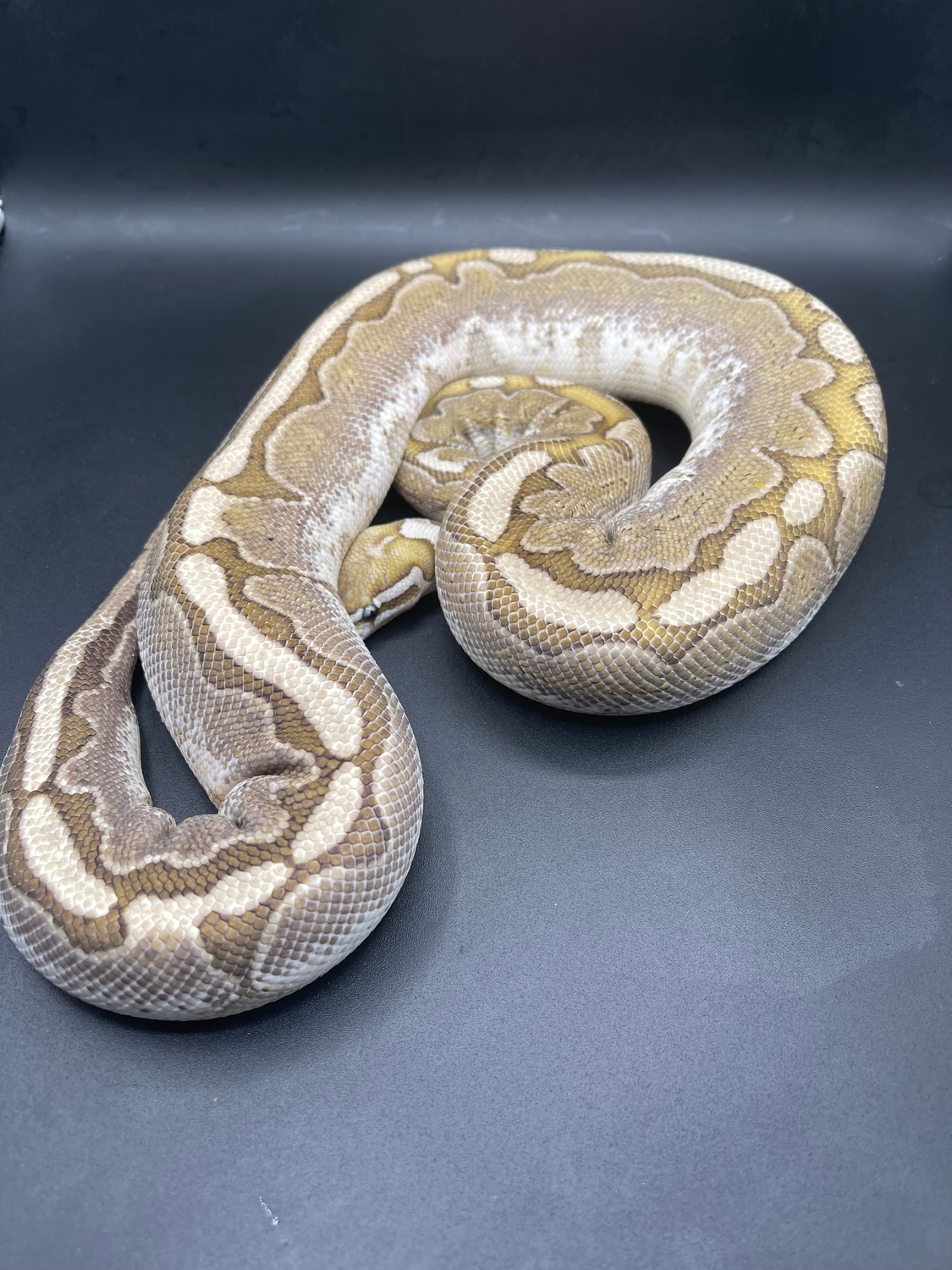 Bamboo Ball Python by Brandon Hicks - MorphMarket