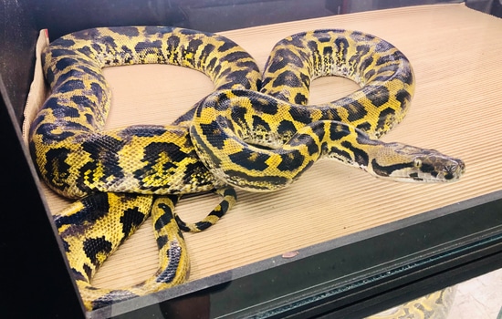 Burmese Python Reticulated Python Cross Bateater by HurQleys Herps