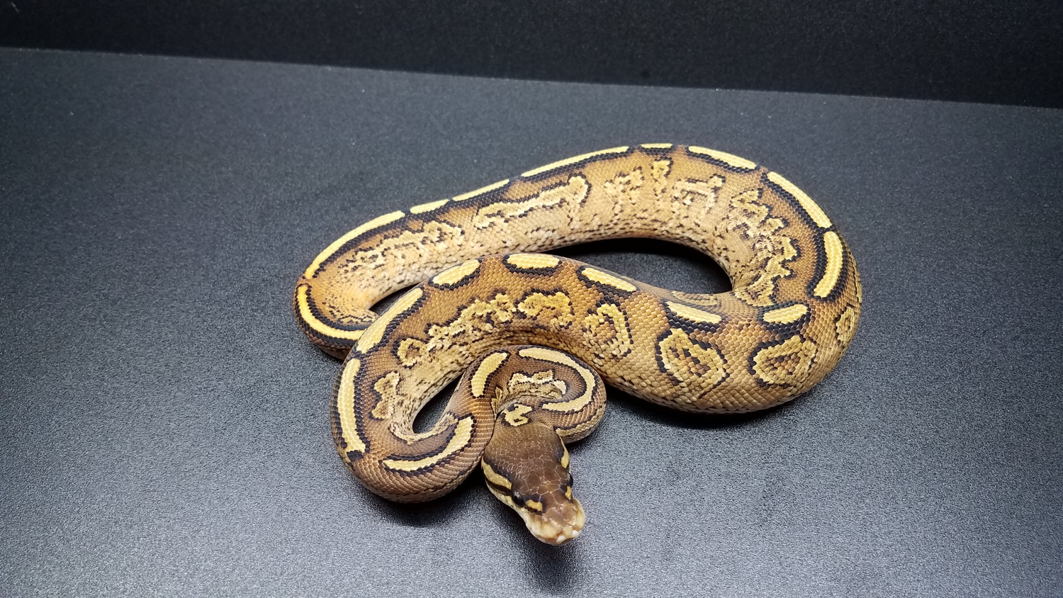 Bongo Het Red Axanthic Yellow Belly Ball Python by HurQleys Herps