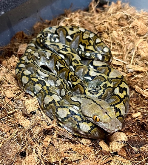 Granite Back Het Anthrax Anery 25% Jampea 2022-501F Reticulated Python ...