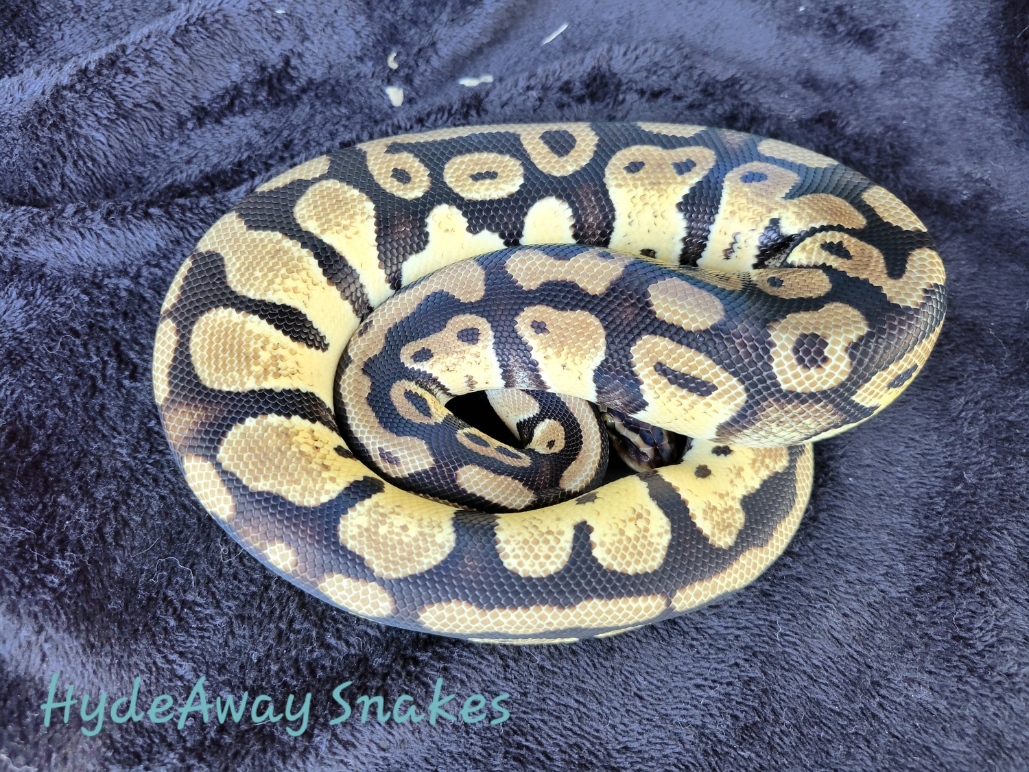 Pastel Ball Python by HydeAway Snakes - MorphMarket