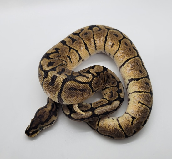 Spider Pos Orange Dream Het Pied Ball Python by HydeAway Snakes