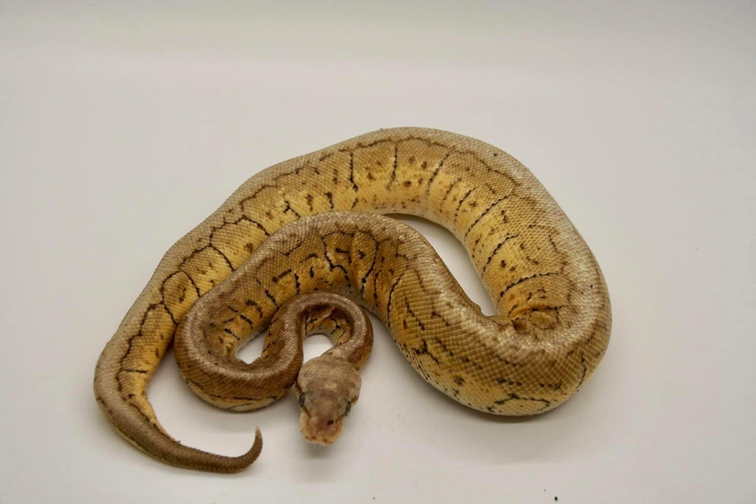 Lemon Blast Spotnose Ball Python by HydeAway Snakes MorphMarket