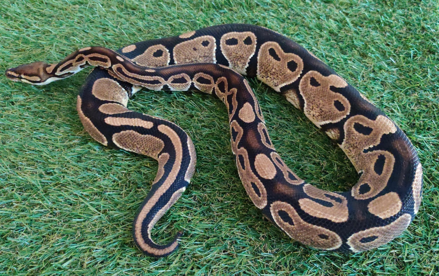 Normal Het G Stripe Ball Python by Hydra King Exotics - MorphMarket