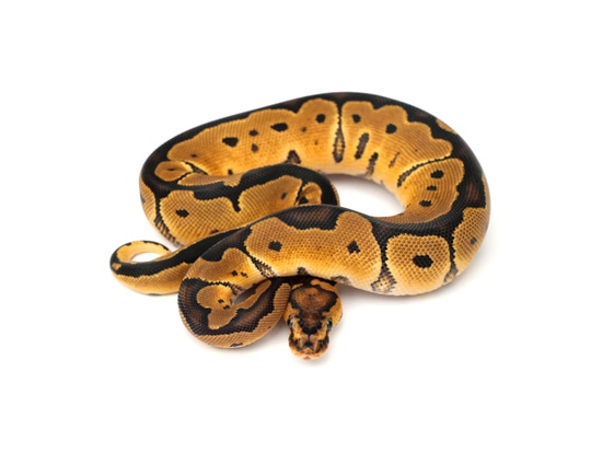 Clown 50% Het Desert Ghost Ball Python by Hydra Flux