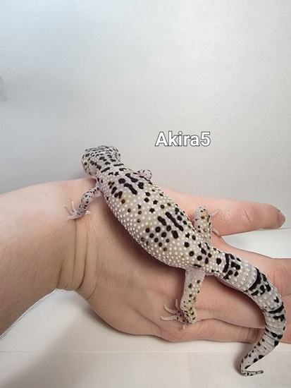 Mack Snow Leopard Gecko by Mythical Reptiles