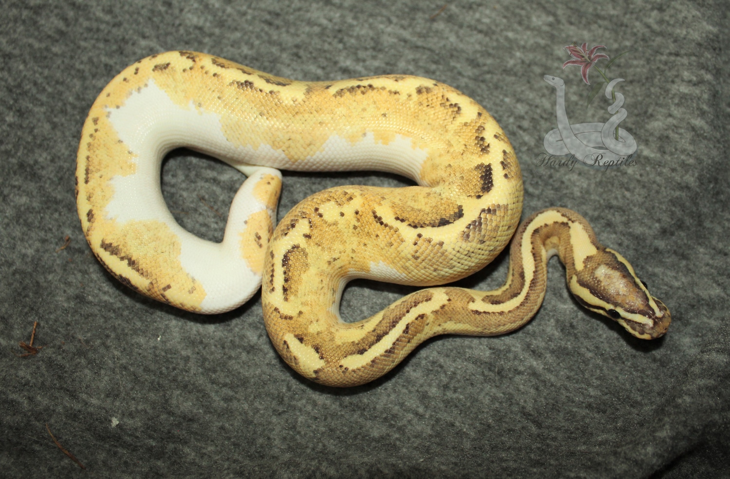 Yellowbelly Disco Inferno Ball Python by Hardy Reptiles - MorphMarket