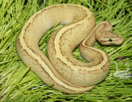 Disco Fire Pinstripe Ball Python by Hardy Reptiles