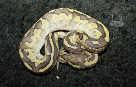 Lesser Fire Pos Enchi Ball Python by Hardy Reptiles