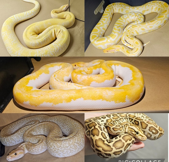 Burmese Collection Burmese Python by Leahs Piedballz