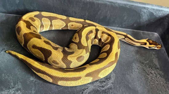 Leopard Enchi OD [Tarzan] 66 Het Hypo Ball Python by Riku’s Reptiles