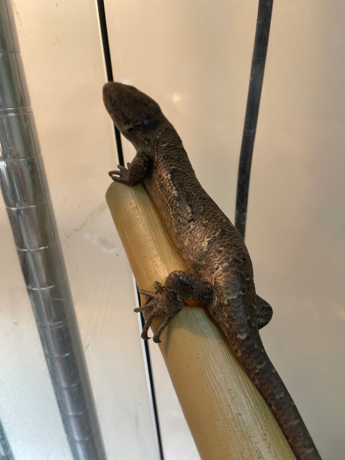 Monkey Tail Skink Monkey-tailed Skink by Carolina Royal Dragons ...