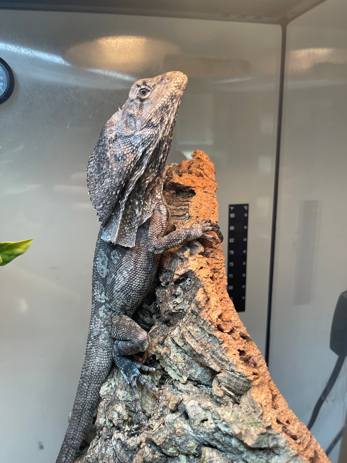 75 Australian 25 NG Frilled Dragon Other Lizard by Carolina Royal