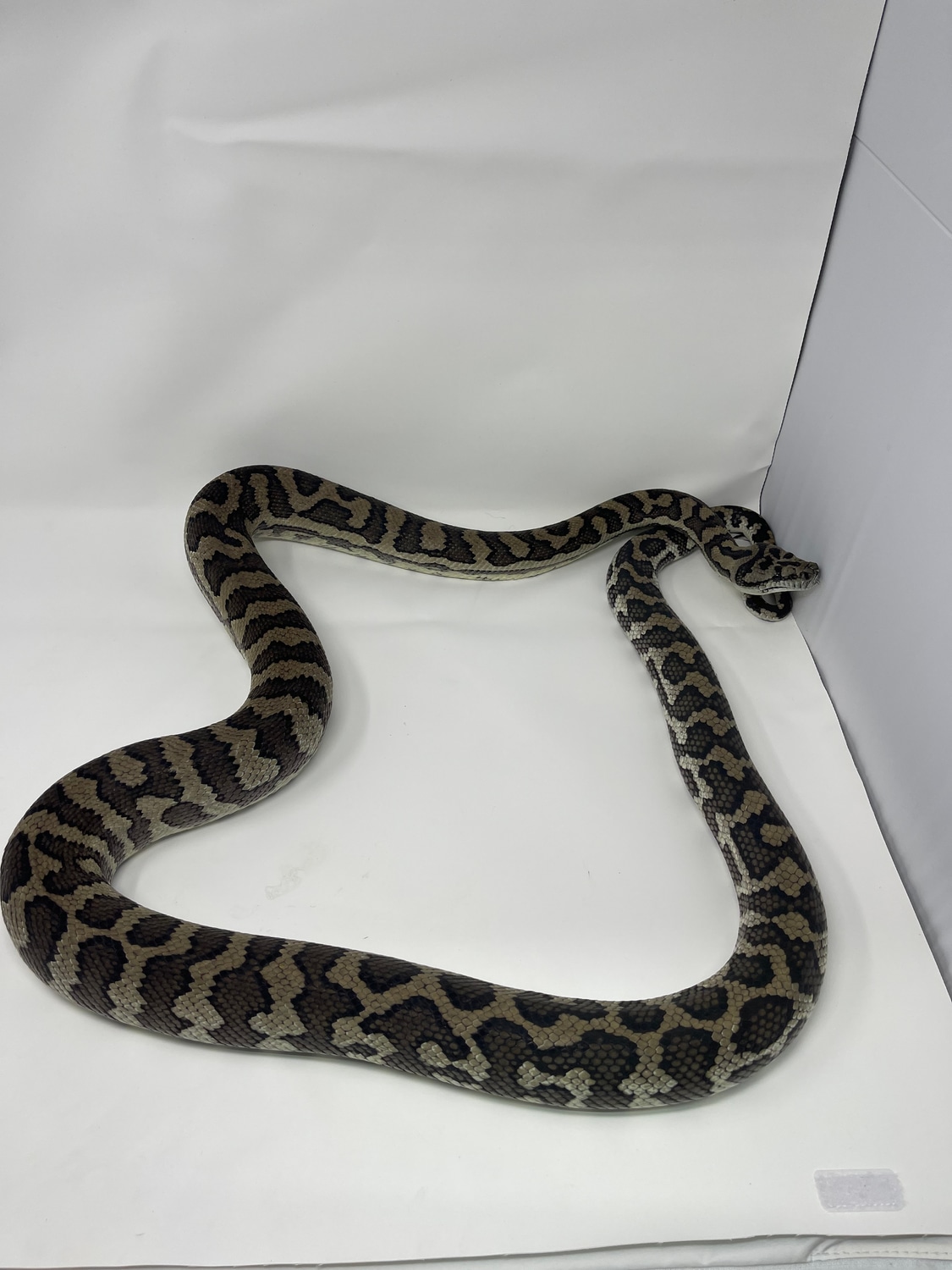 Costal Het. Axanthic Coastal Carpet Python by Carolina Royal Dragons ...