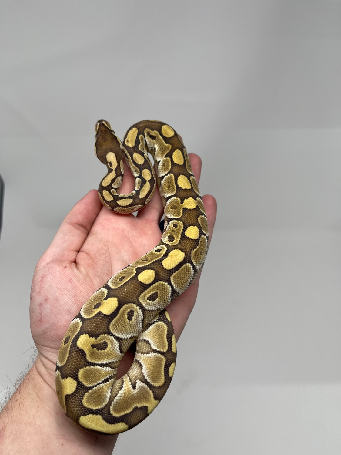 Lesser Ball Python by Carolina Royal Dragons - MorphMarket