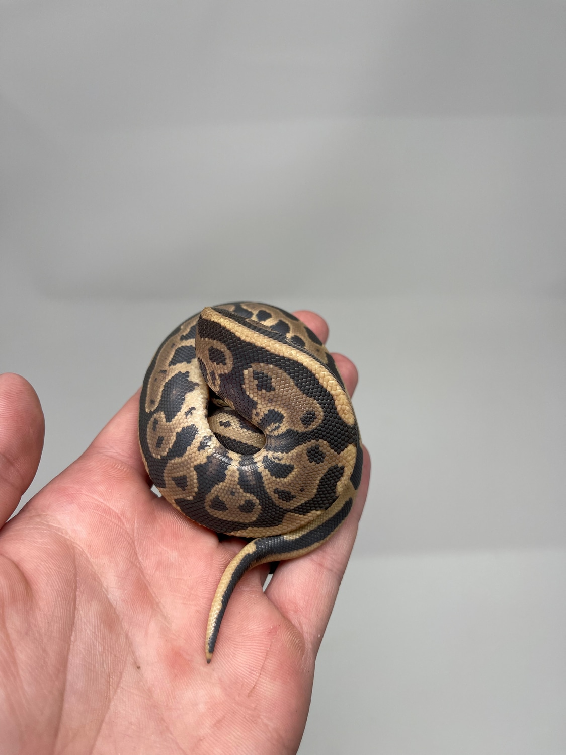 Leopard Ball Python by Carolina Royal Dragons - MorphMarket