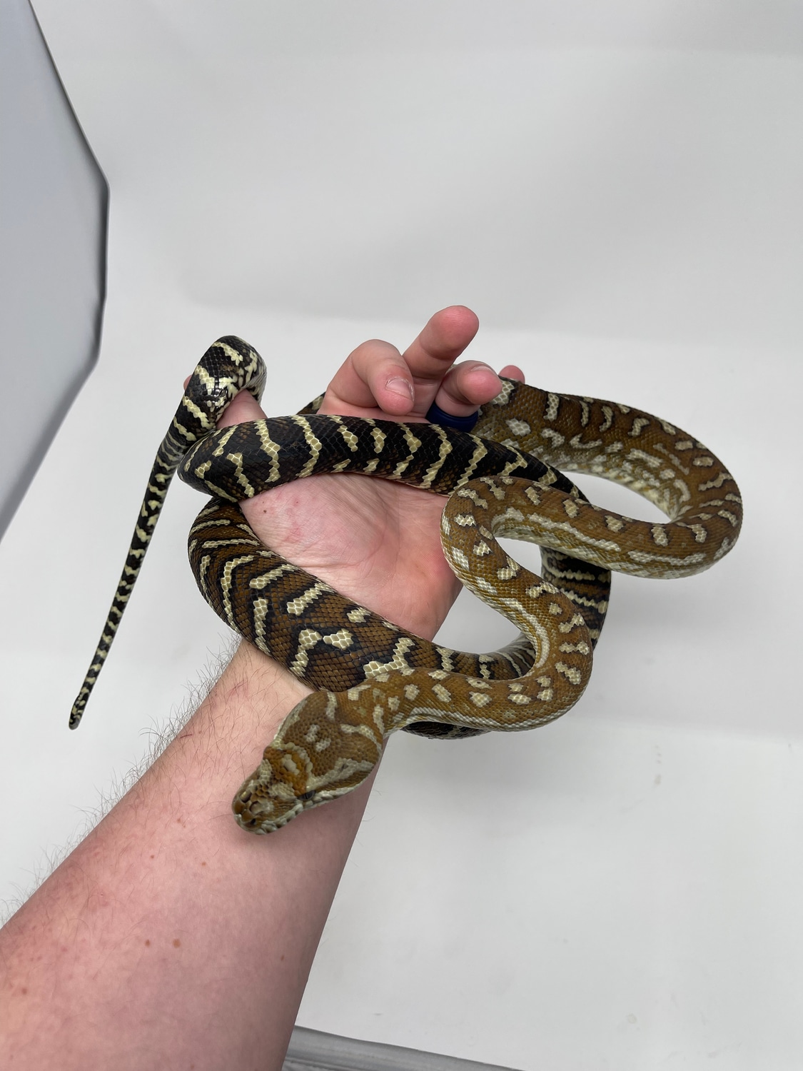 Bredli Centralian Carpet Python by Carolina Royal Dragons - MorphMarket