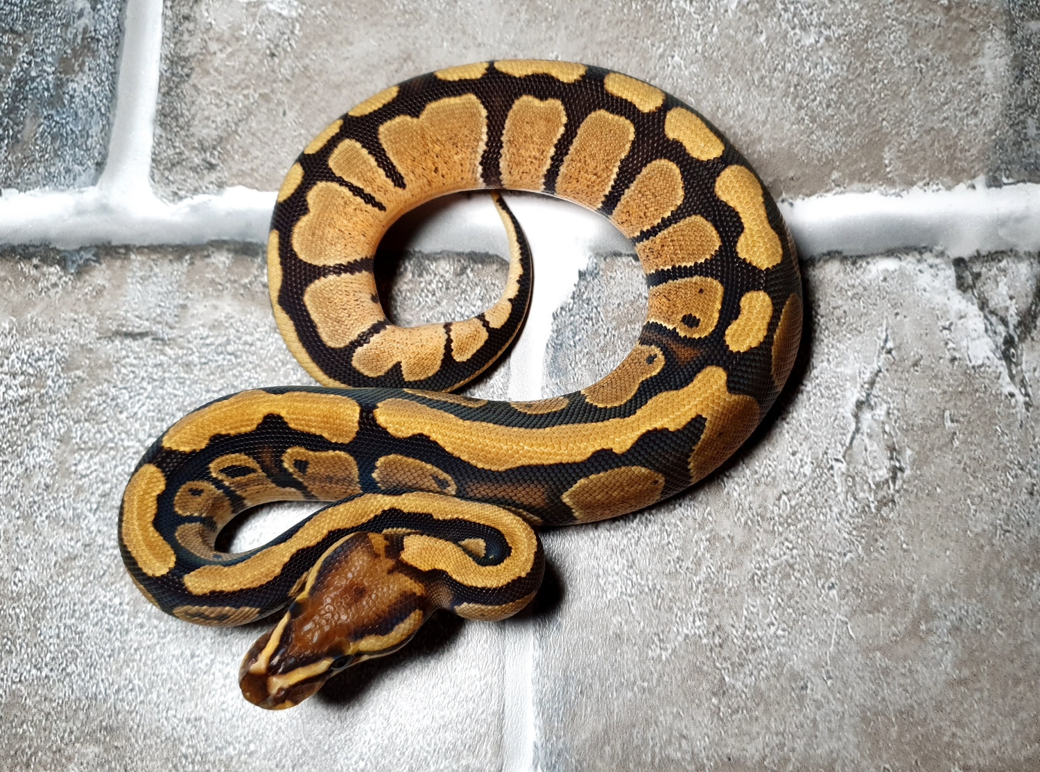Cb22 Fire Dhet Axanthic Desert Ghost Ball Python by Axanthic angel ...