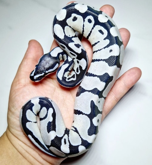 Tsk Axanthic Desert Ghost Ball Python by Axanthic angel