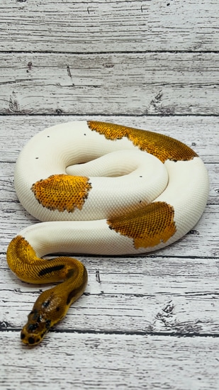 Leopard Orange Dream Clown Pied Ball Python by Idealpythons