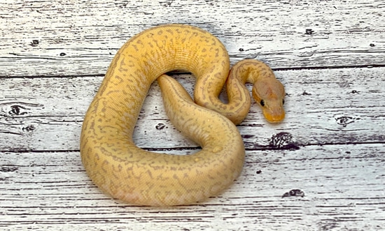 Banana Mojave Monsoon Ball Python by Idealpythons