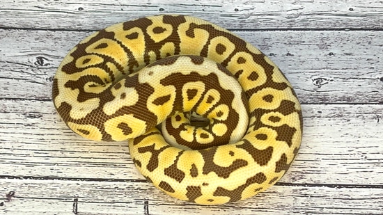 Pastel Monarch Ball Python Monarch Spotnose Pastel 100%Het Clown Ball Python by Idealpythons