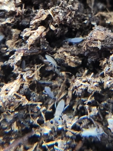 Entomobrya Confusa 