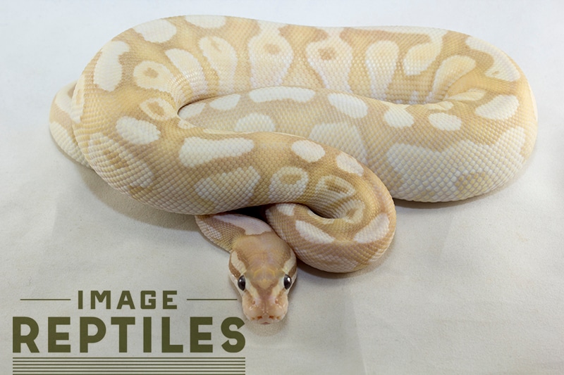 Banana Fire Lesser Ball Python by Image Reptiles - MorphMarket