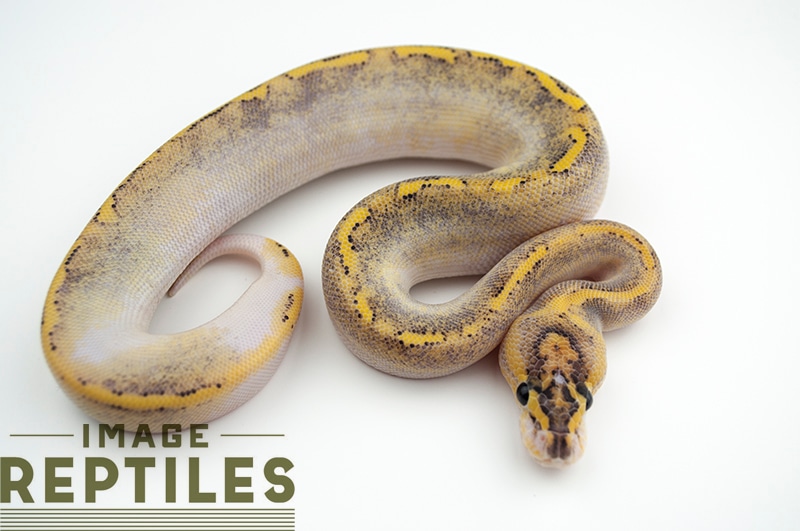 Pastel Enchi Champagne Freeway Ball Python by Image Reptiles MorphMarket