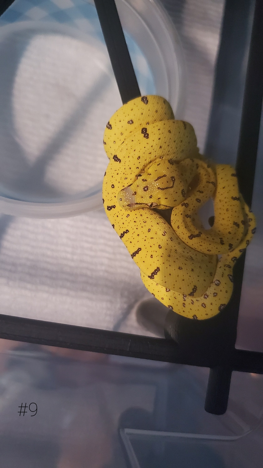 Merauke X Unknown Green Tree Python by Perched-Up Pythons - MorphMarket