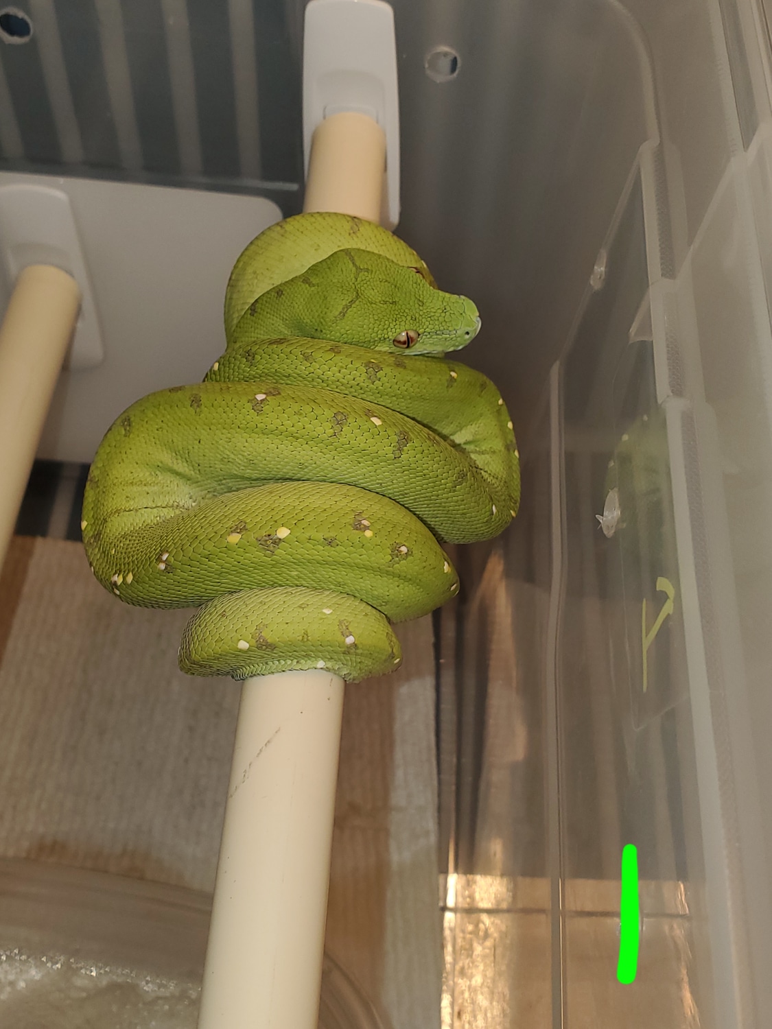 Merauke Green Tree Python by Perched-Up Pythons - MorphMarket