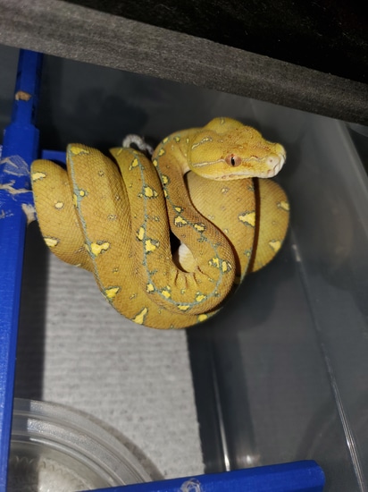Designer Green Tree Python by Perched-Up Pythons