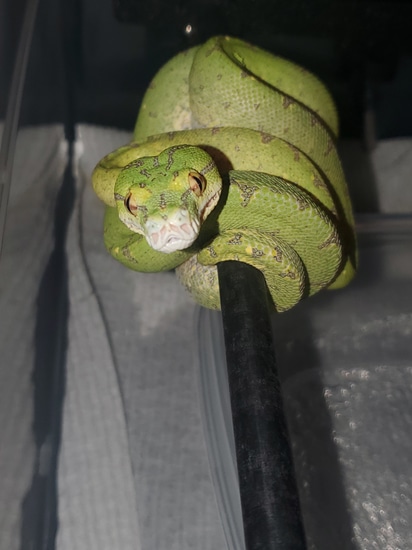 Designer Green Tree Python by Perched-Up Pythons