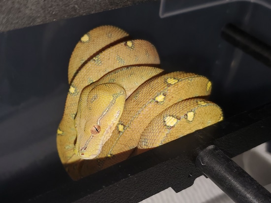 Designer Green Tree Python by Perched-Up Pythons