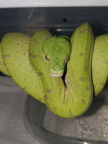 Merauke Green Tree Python by Perched-Up Pythons