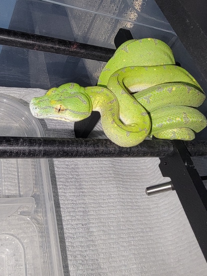Designer Green Tree Python by Perched-Up Pythons