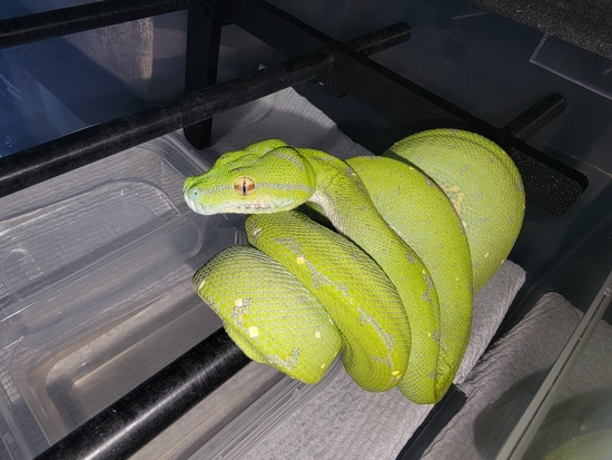 Designer Green Tree Python by Perched-Up Pythons