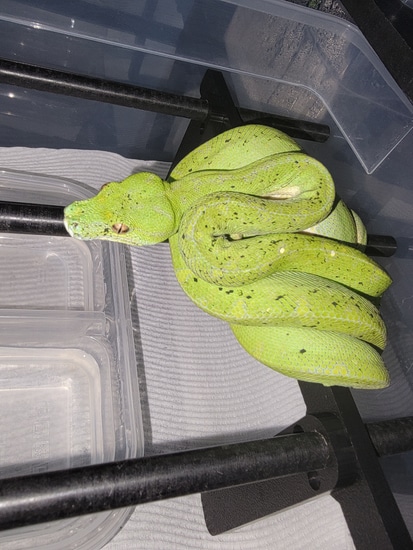 Designer Green Tree Python by Perched-Up Pythons