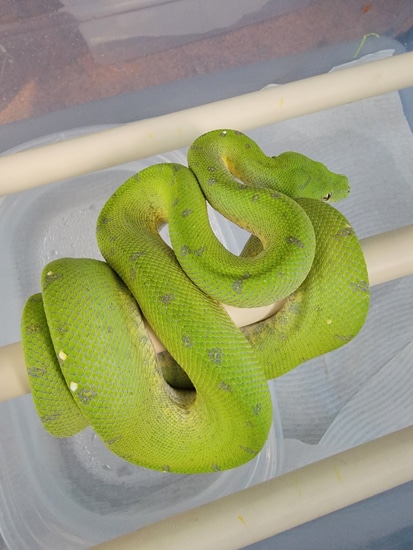 Merauke Green Tree Python by Perched-Up Pythons