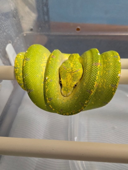 Merauke Green Tree Python by Perched-Up Pythons