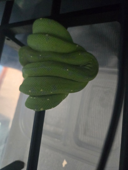 Designer Green Tree Python by Perched-Up Pythons