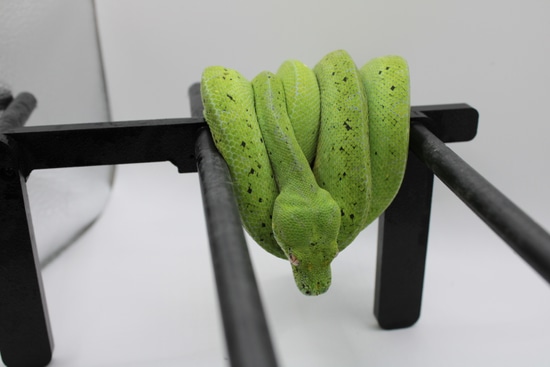 Designer Green Tree Python by Perched-Up Pythons