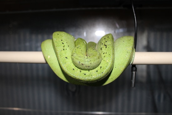 Designer Green Tree Python by Perched-Up Pythons