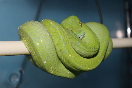 Designer Green Tree Python by Perched-Up Pythons