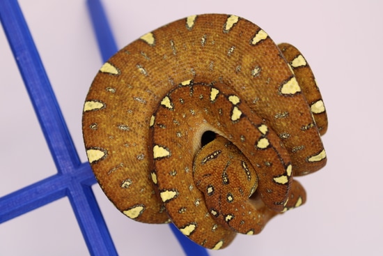 Designer Green Tree Python by Perched-Up Pythons